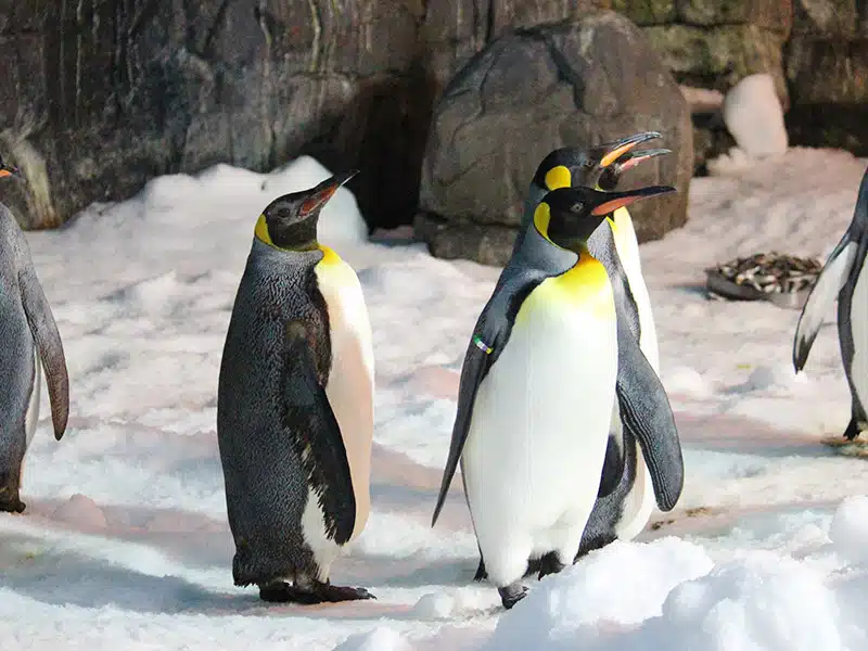 Pinguino-rey-Animales-Faunia-main