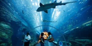 atlantis-aquarium-discount-citylife-madrid