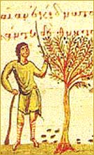 olive oil1